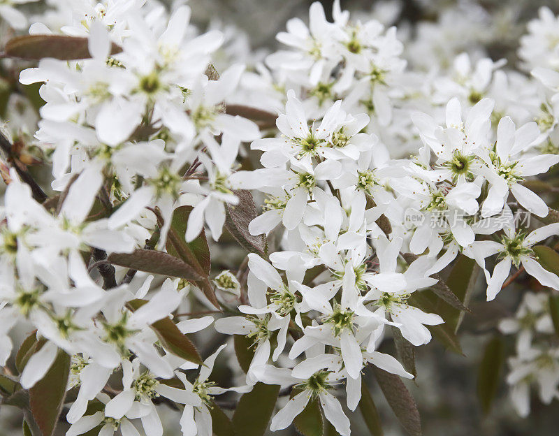 《Blossom》中的Juneberry (Amelanchier lamarckii)